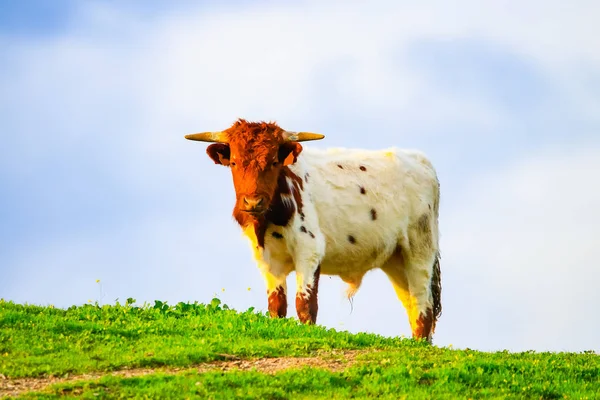Býci Krávy Telat Španělské Krajiny Loukami — Stock fotografie