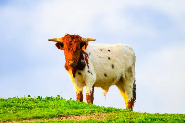 Touros Vacas Com Bezerros Paisagem Espanhola Com Prados — Fotografia de Stock