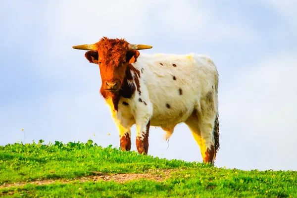 Touros Vacas Com Bezerros Paisagem Espanhola Com Prados — Fotografia de Stock