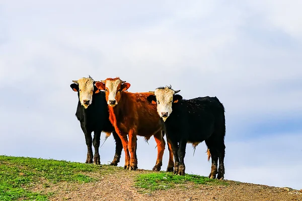 Taureaux Vaches Avec Veaux Dans Paysage Espagnol Avec Prairies — Photo