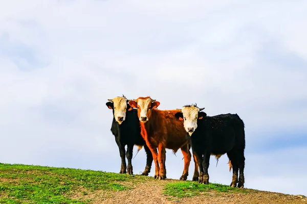 Toros Vacas Con Terneros Paisaje Español Con Prados — Foto de Stock