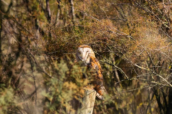 Barn Owl Perched Fence Post Sunbathing Sunny Day National Park — Stock Photo, Image