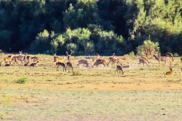 Cerfs Battant Pendant Saison Des Amours Dans Parc National Donana — Photo