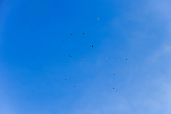 Stork Flock Clear Blue Sky — Stock Photo, Image