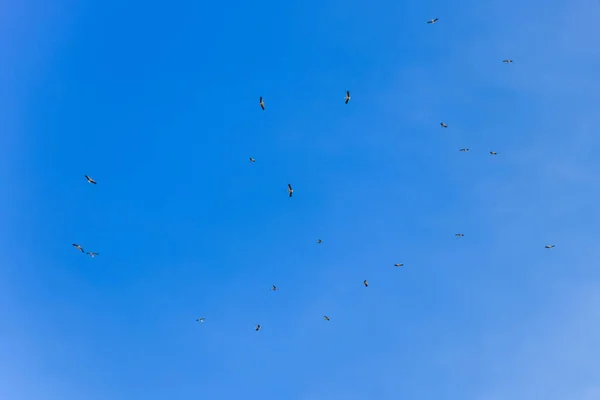 Storchenschwärme Strahlend Blauen Himmel — Stockfoto