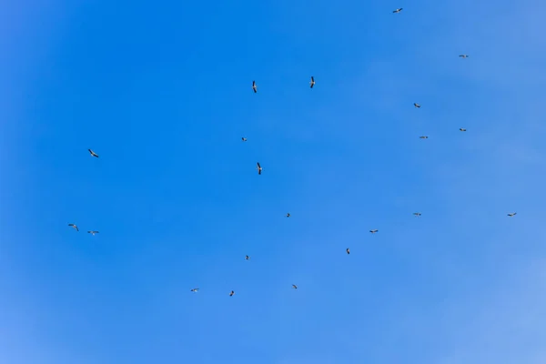 Storchenschwärme Strahlend Blauen Himmel — Stockfoto