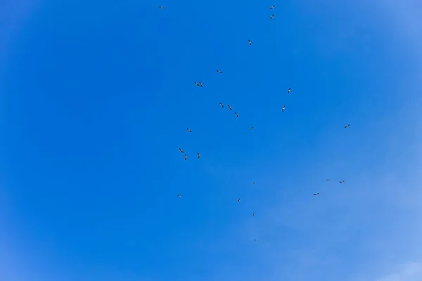 Stork Flock Clear Blue Sky — Stock Photo, Image