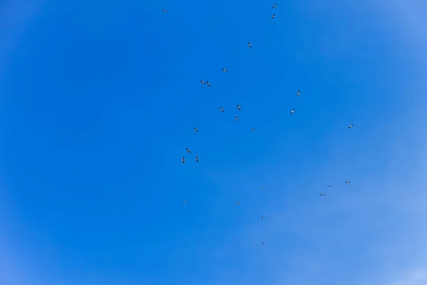Stork Flock Clear Blue Sky — Stock Photo, Image