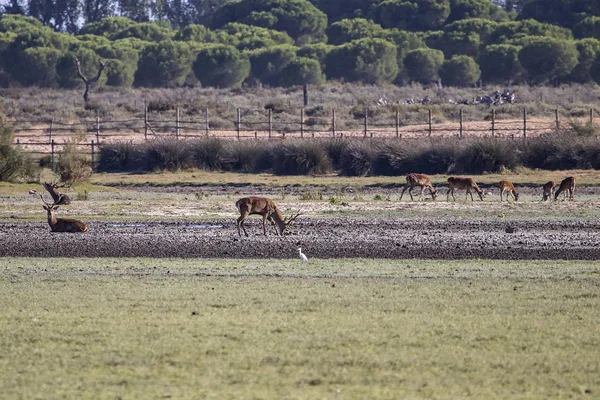 Cerfs Pendant Saison Des Amours Dans Réserve Naturelle Donana National — Photo