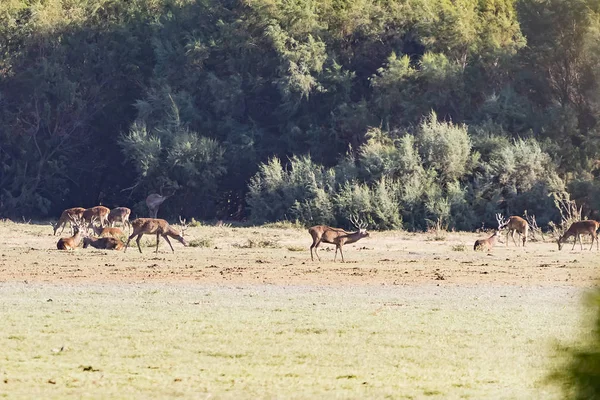 Cerfs Pendant Saison Des Amours Dans Réserve Naturelle Donana National — Photo