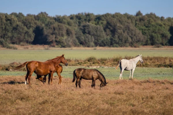 Caballo Andaluz Raza Pura Sobre Pasto Seco Parque Nacional Donana — Foto de Stock