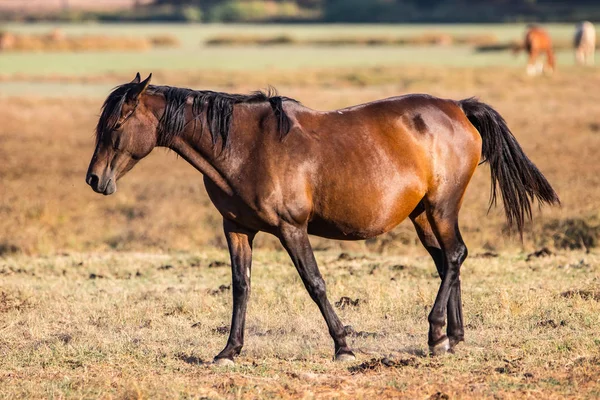 Caballo Andaluz Raza Pura Sobre Pasto Seco Parque Nacional Donana — Foto de Stock