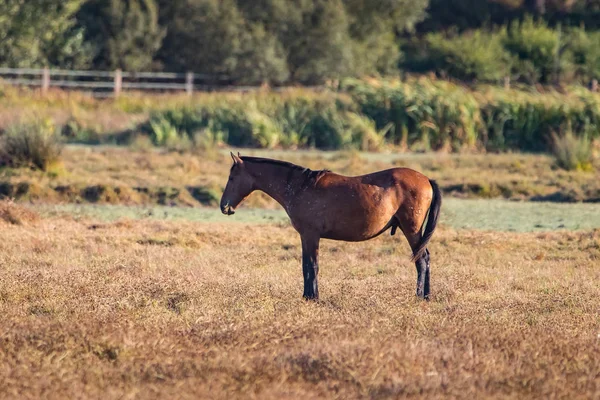 Caballo Andaluz Raza Pura Sobre Pasto Seco Parque Nacional Donana — Foto de Stock