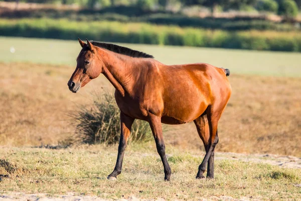 Caballo Andaluz Raza Pura Sobre Pasto Seco Parque Nacional Donana — Foto de Stock