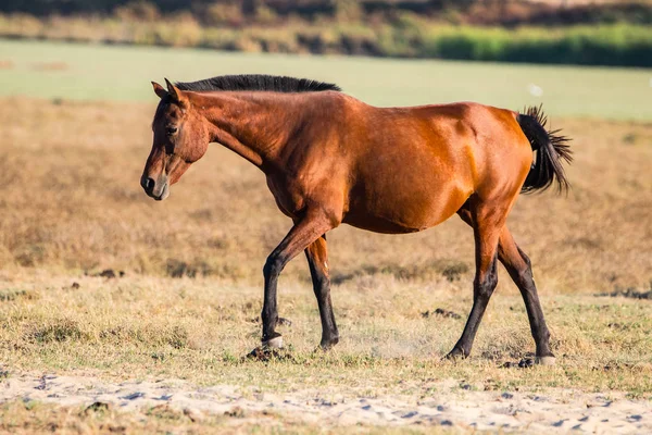 Caballo Andaluz Raza Pura Sobre Pasto Seco Parque Nacional Donana — Foto de Stock