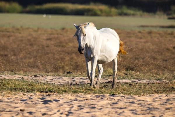 Caballo Andaluz Raza Pura Sobre Pasto Seco Parque Nacional Donana — Foto de Stock