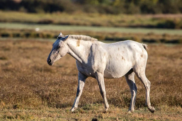 Caballo Andaluz Raza Pura Sobre Pasto Seco Parque Nacional Donana — Foto de Stock