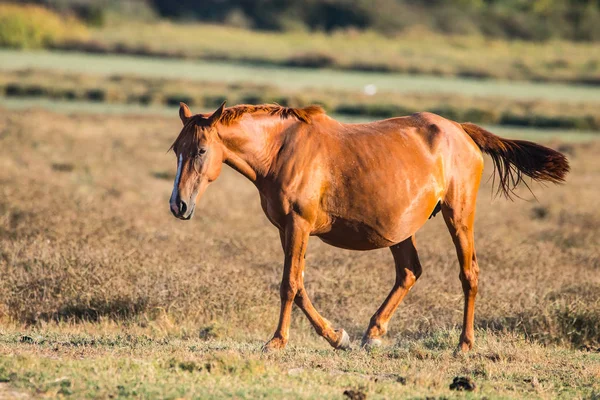 Caballo Andaluz Raza Pura Sobre Pasto Seco Parque Nacional Donana — Foto de Stock