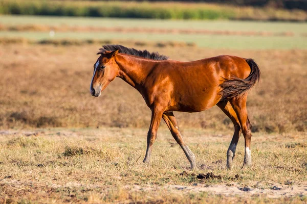 Cavalo Espanhol Andaluz Puro Pastagem Seca Donana National Park Reserva — Fotografia de Stock