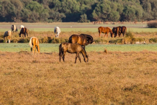 Caballo Andaluz Raza Pura Sobre Pasto Seco Parque Nacional Donana — Foto de Stock