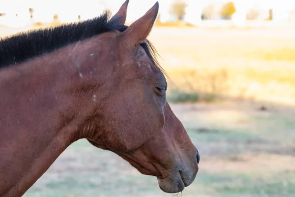 Detalle Cabeza Del Caballo Andaluz Pura Raza Sobre Pasto Seco — Foto de Stock