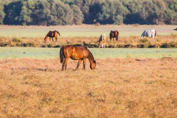 Purebred Andalusian Spanyol Kuda Padang Rumput Kering Taman Nasional Donana — Stok Foto