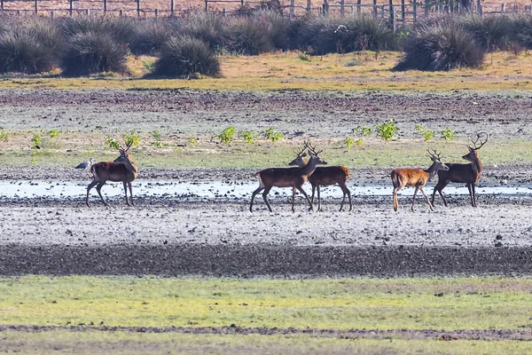 Rådjur Parningssäsongen Donana National Park Donana Natur Reserv Rocio Vid — Stockfoto