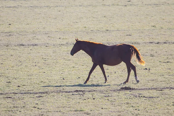 Caballo Español Andaluz Raza Pura Parado Sobre Pasto Seco Atardecer — Foto de Stock