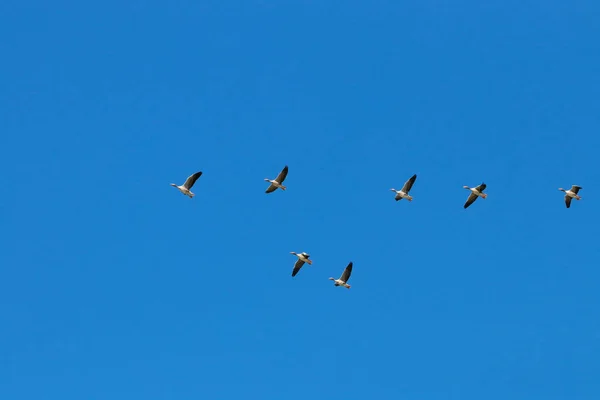 Graugans Herde Fliegt Auf Wanderschaft Naturreservat Und Nationalpark Donana Andalusien — Stockfoto