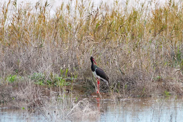 Sweet landscape of Black Stork in wetlands in natural reserve and national park Donana, Andalusia, Spain. This natural reserve is one of places where Black stork arrives in migration