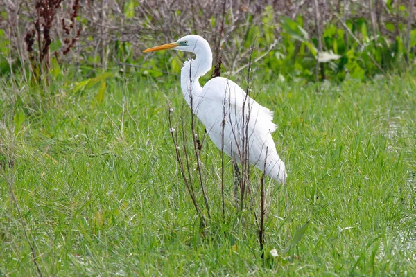 Sweet Landscape Great Egret Cattle Egret Grass Natural Reserve National — Stock Photo, Image