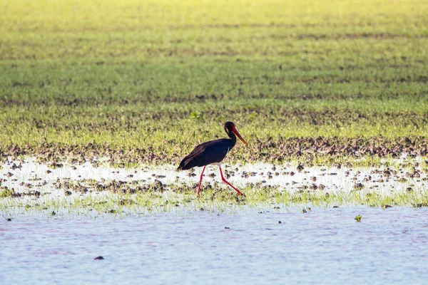 Sweet landscape of Black Stork in wetlands in natural reserve and national park Donana, Andalusia, Spain. This natural reserve is one of places where Black stork arrives in migration