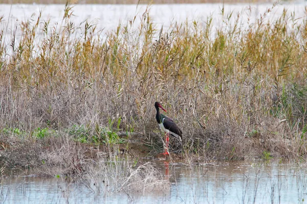 Sweet landscape of Black Stork in wetlands in natural reserve and national park Donana, Andalusia, Spain. This natural reserve is one of places where Black stork arrives in migration