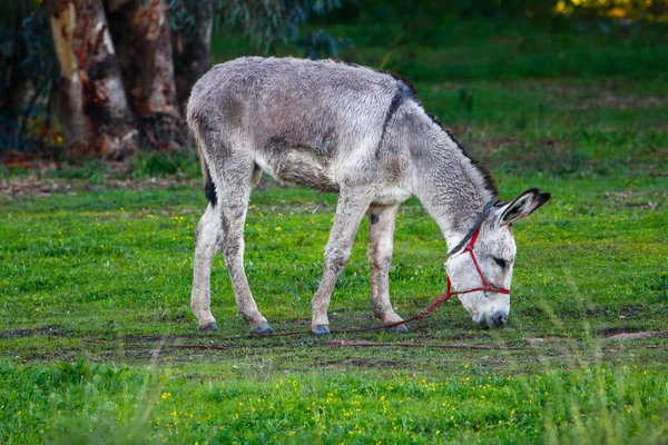 Donkey grazing in natural reserve and national park Donana, Andalusia, Spain.