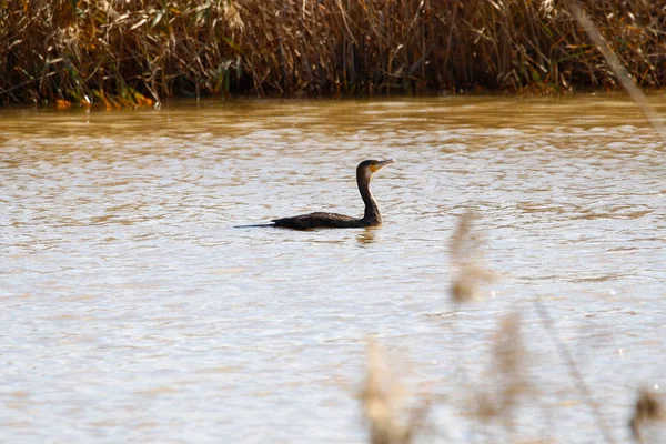 Bra Skarv Bad Och Fiske Naturreservat Och Nationalpark Donana Andalusien — Stockfoto