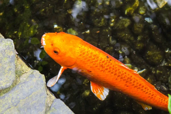 鯉や派手なオレンジ色の鯉 — ストック写真