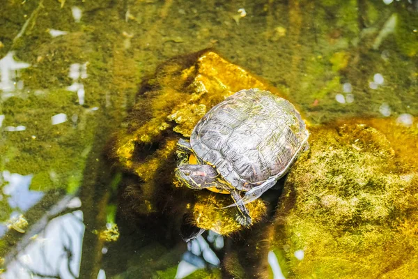 Schildkröte Ruht Sich Auf Dem Stein Aus — Stockfoto