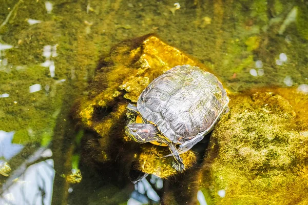 Черепаха Отдыхает Камне — стоковое фото