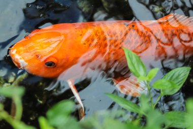 Koi veya fantezi portakal sazan