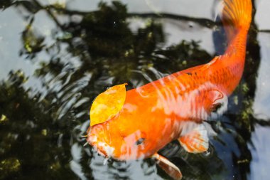 Koi veya fantezi portakal sazan