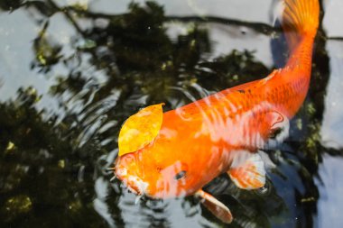 Koi veya fantezi portakal sazan