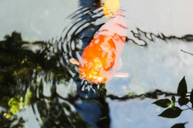 Koi veya fantezi portakal sazan