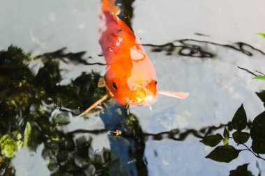 Koi veya fantezi portakal sazan