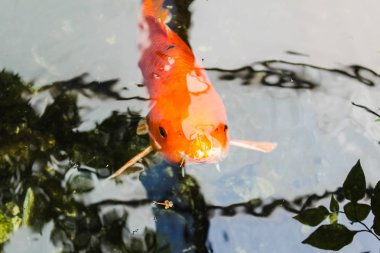 Koi veya fantezi portakal sazan