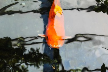 Koi veya fantezi portakal sazan