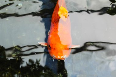 Koi veya fantezi portakal sazan