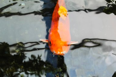 Koi veya fantezi portakal sazan