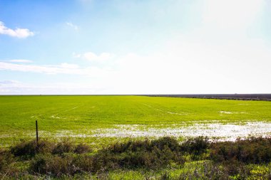 Güzel peyzaj çim ve gökyüzünün doğal rezerv ve Milli Parkı Donana, Endülüs, İspanya.