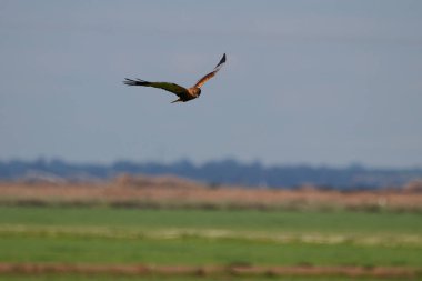 Kırmızı uçurtma doğal rezerv ve Milli Parkı Donana, Endülüs, İspanya.