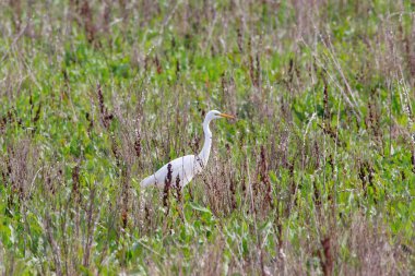 Tatlı peyzaj çim doğal rezerv ve Milli Parkı Donana, Endülüs, İspanya büyük ak balıkçıl